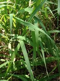 Image result for Urochloa