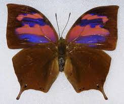 Image result for "Copyright * Nicecoder.com. All Rights Reserved" four