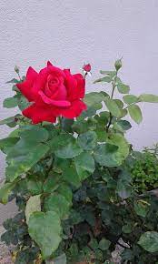 Pin By đạm Phạm Thanh On Flow Er Rare Flowers Beautiful Roses Rose Flower