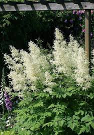 Check out amazing goatsbeard artwork on deviantart. How To Prune Goat S Beard Perennials Miss Chen Garden Manage Gfinger Is The Best Garden Manage App