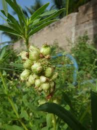 Image result for Spermacoce sphaerostigma