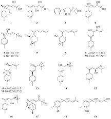 Image result for Artabotrys monteiroae