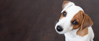 Check spelling or type a new query. Book Review Inside Of A Dog What Dogs See Smell And Know By Alexandra Hororwitz Floofins Co