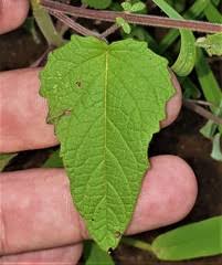 Image result for Ceratotheca sesamoides