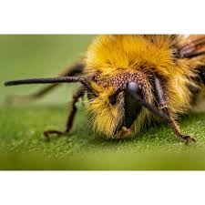 Image result for Isoglossa perdita