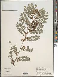 Image result for Ormocarpum schliebenii