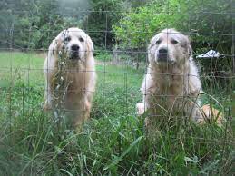 beastie gals  : r/greatpyrenees