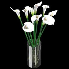 I fiori bianchi simboleggiano da sempre la purezza: Fiori Bianchi In Vaso