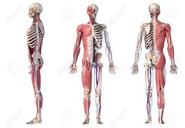 Human Anatomy Full Body Skeletal Muscular And Cardiovascular Systems Three Views Side Front Back On White Background 3d Illustration Stock Photo Picture And Royalty Free Image Image 130760026