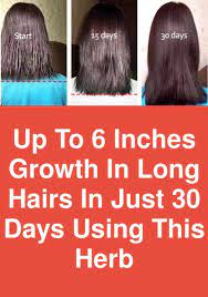 Up To 6 Inches Growth In Long Hairs In Just 30 Days Using This Herb Isn T It Amazing Up To 6 Long Hair Styles Make Hair Grow Faster Growing Long Hair Faster