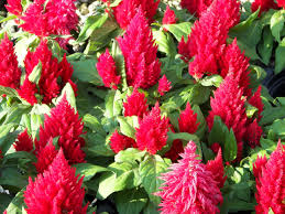 Celosia Celosia Flower Seeds Celosia Plant Flowers