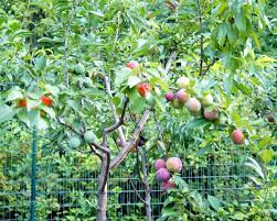 Sam van aken created the tree of 40 fruit by grafting buds from various stone fruit trees onto the branches of a single tree, making it capable of producing multiple types of fruit. This Amazing Tree Grows 40 Different Kinds Of Fruit