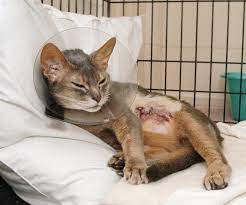 If your cat is vomiting more frequently, has blood in their stool or urine, or has difficulty urinating, any of these can be signs of cancer or other. Feline Mammary Cancer Mammary Tumors Common In Cats Especially Those Unspayed Or Spayed Late In Life Palm Beach Florida Weekly