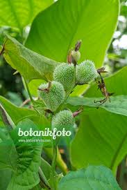 Image result for Dioscorea bulbifera