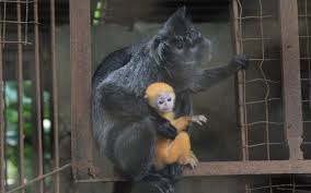 Kebun binatang ini sendiri pertama kali dibuka untuk umum pada bulan april 1918, dengan pengunjung harus membayar tiket masuk. Anak Lutung Lahir Di Kebun Binatang Bandung Di Masa Pandemi