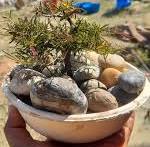 my bonsai small design this never me🌱🌿🍀😊