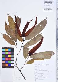 Image result for Monanthotaxis chasei