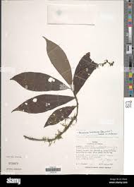 Image result for Bertiera