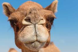 Well yea it makes sense that a sense of security is the driving factor for this type of behavior. Islamic Scholar Wife Cannot Deny Husband Sex Even When Riding On A Camel The Jerusalem Post