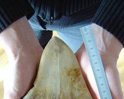 Image of someone holding a shark tooth