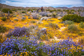 Check spelling or type a new query. Nikon D850 Joshua Tree National Park Wildflowers Superbloo Flickr