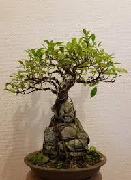 Image result for Ficus amadiensis