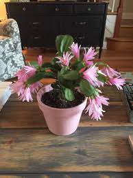 Check this guide for easter cactus growing and care tips. Easter Cactus In Full Bloom Houseplants