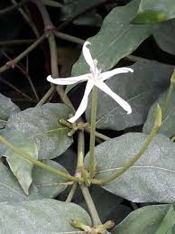 Image result for Oxyanthus strigosus