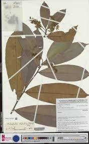 Image result for Rhabdophyllum