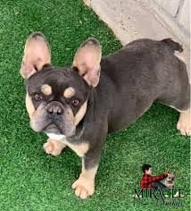 Today, they are known as being one of the most popular dogs around. This Full Grown Don Blue Female Is As Miracle Frenchies Facebook
