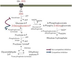 Ghs label elements, including precautionary statements. Cellular Toxicity Of The Metabolic Inhibitor 2 Deoxyglucose And Associated Resistance Mechanisms Sciencedirect
