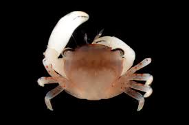 Image result for Tragia glabrata