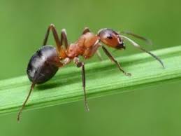 They are found almost everywhere, inside buildings, gardens, lawns and trees. Why Your Lawn Has So Many Anthills And What To Do About It American Lawns Lawn Tips And Outdoor Living