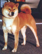 National Shiba Club Of America