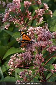 Image result for Oxyanthus goetzei