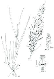 Image result for Eragrostis aspera