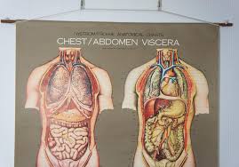 37 Unfolded Nystrom Anatomical Chart