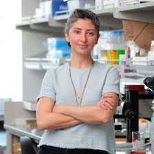 Image result for Behniaceae