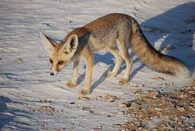ruppell s fox fox breeds pet fox wild dogs