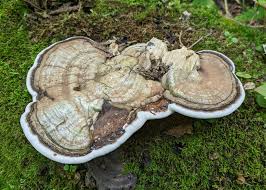 Image result for Ganoderma applanatum