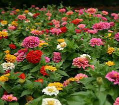 Design the garden the same way you would design an arrangement of cut flowers. Growing For Market How To Start A Flower Growing Business Profitable Plants