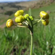 Image result for Mohria vestita