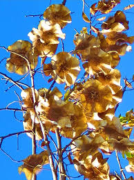 Image result for Pterocarpus megalocarpus