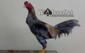 Ciri Ayam Pama Yang Sangat Di Minati Oleh Para Penghobi Sabung Ayam Di Karenakan Mempunyai Gerakan Yang Lincah Dan Bisa Menghindari Pukulan Dari Lawan Hobi Ayam