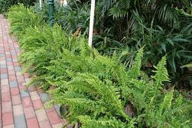 Native Sword Fern For Border Bed At Base Of Screening Plants Low Water Gardening Screen Plants Plants