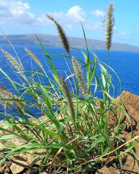 Image result for Cenchrus biflorus