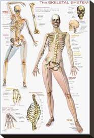 17 a human's ears and nose never stop growing. Stretched Canvas Print Skeletal System Canvas Print 15x10in Skeletal System Anatomy Human Skeletal System Human Skeleton Anatomy