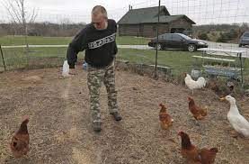 Dallas chicken is the lowest cost investment into the fast food sector, with the lowest royalty fees. Watauga Tx Residents Can Raise Backyard Chickens Fort Worth Star Telegram