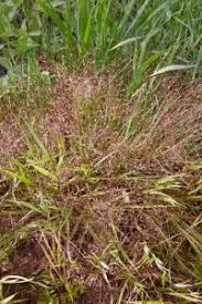 Image result for Eragrostis macrochlamys