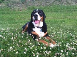We expect every breeder to comply with all state laws and follow strict guidelines that we have put in place. About Us